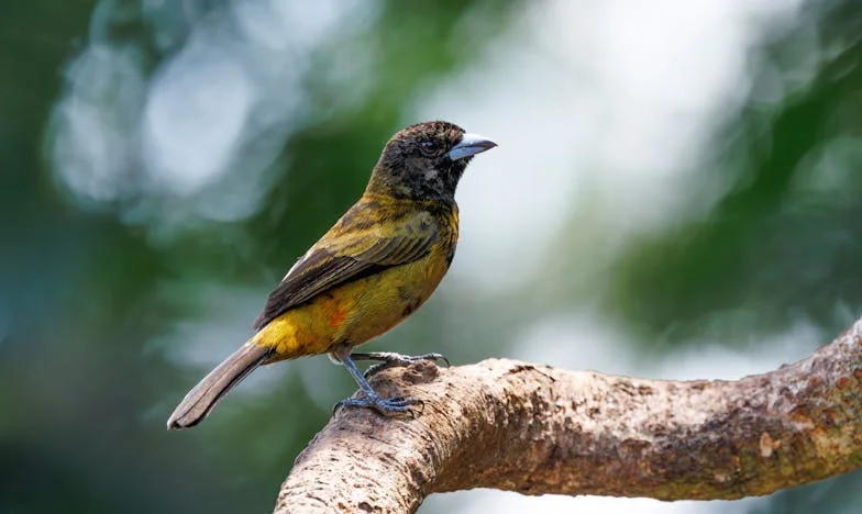 Očetova ljubljenka, danes nezaželena: Moja pot od varnosti do roba brezdomstva