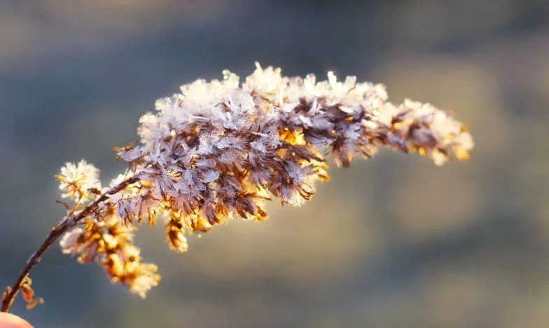 Oddaj mi svoj dom, pa dobiš mojega: Družinska igra zaupanja in izdaje