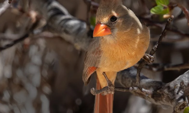 Odmor, ki me je spremenil v črno ovco družine