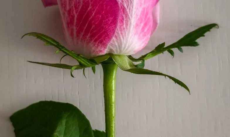 Rekla sem sinu, naj ukroti ženine ambicije. Ali naj vidita, česa sem sposobna.