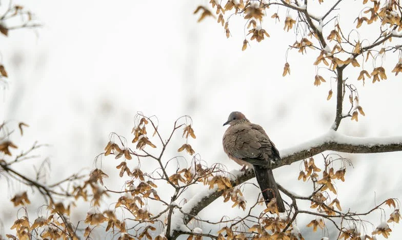 Soline solze: Resnica o življenju mojega moža Marka