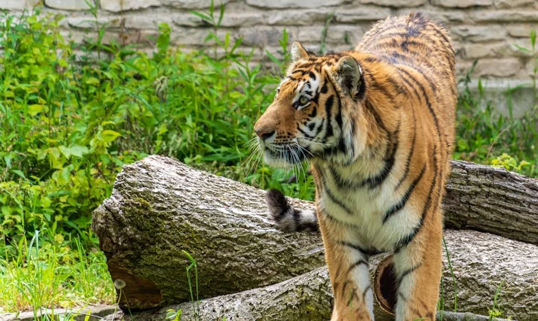 Sosedje, ki so postali tujci: Zgodba o izdaji v ljubljanskem blokovskem naselju