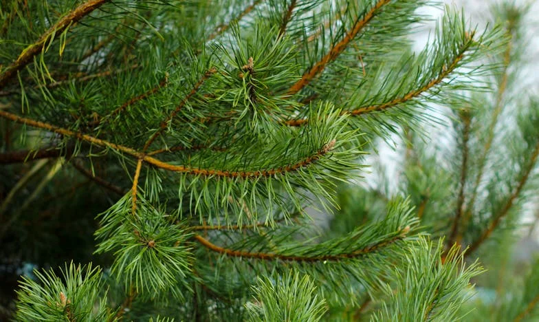 Srce, ki ga ni več: Izginotje nagrobnika mojega sina in resnica, ki je razklala vas