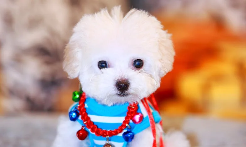 Testament v Senci: Resnica o Družini in Dediščini