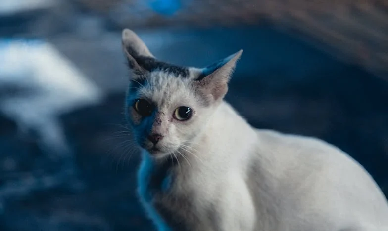 V senci doma: Zgodba o pobegu in izgubljenem zaupanju