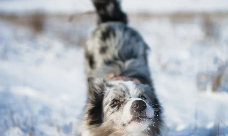 Ali je res tako težko razumeti?
