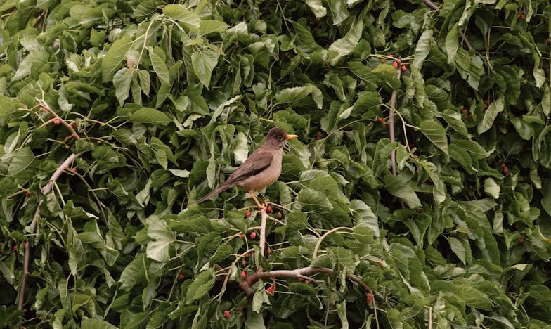 Ko dom postane tujina: Izpoved slovenske matere