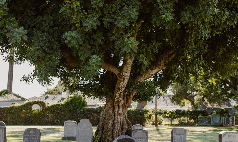 Ko resnica boli: Zgodba o Ani in pravičnosti v Ljubljani