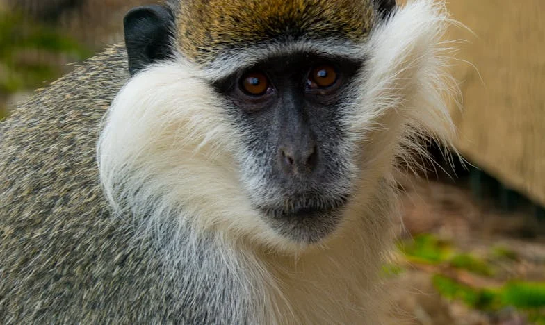 Ko zvonec zazvoni brez opozorila: Moja meja, moja krivda