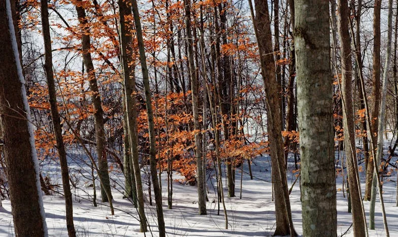 Ljubezen na pragu šestdesetih: Ko se srce upre razumu