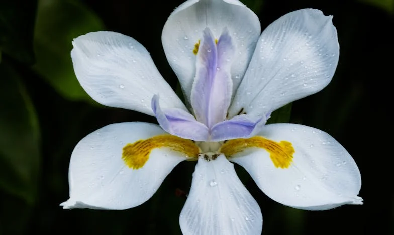 Mami, kdo si? – Zgodba Marije, ki je za sina žrtvovala vse, a ostala sama