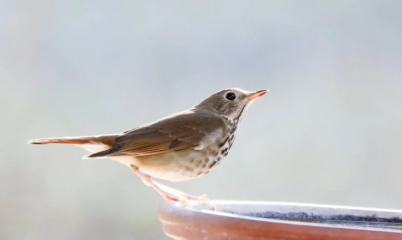 „Mami, spet si pozabila na madež!” – Moje življenje kot tašča v Sloveniji. Je družina res vse?
