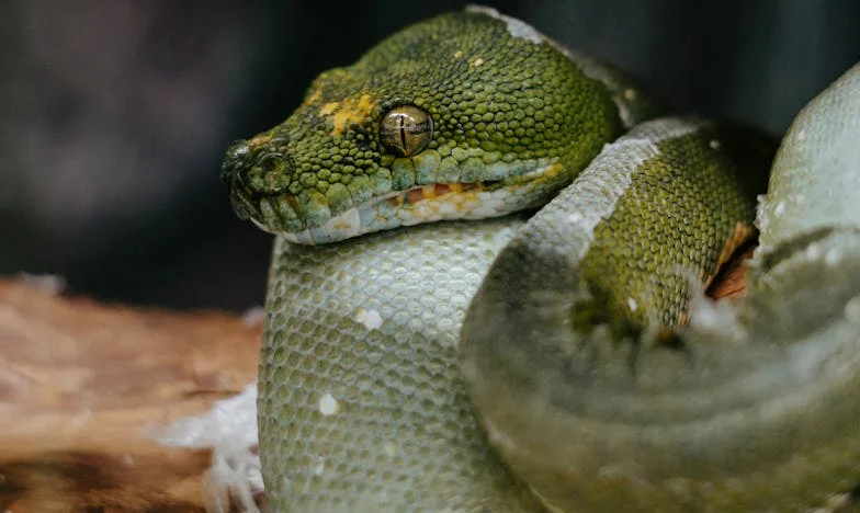 Med dvema ognjema: Zgodba o tastu, ki ni znal spustiti hčere