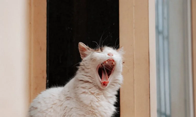 Moj mož, njegov denar in moj zapor: Zgodba o zakonu brez svobode