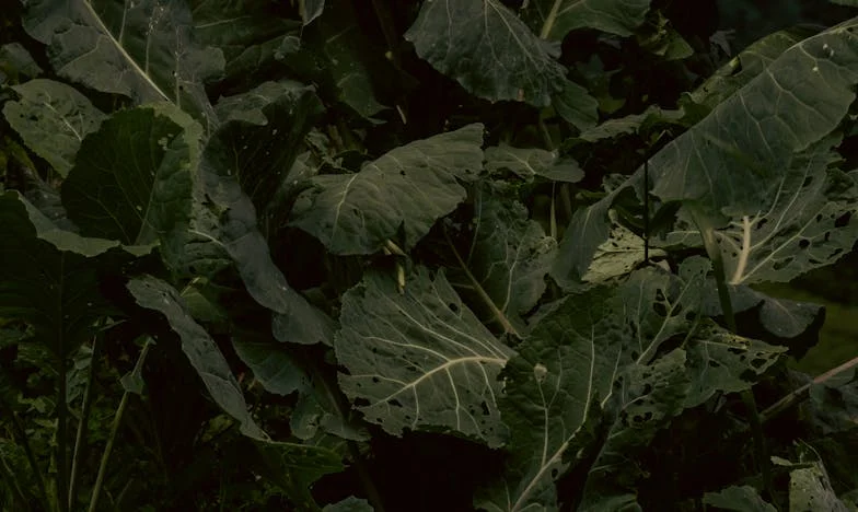 Ne vem, kaj naj naredim: Moj sin se želi poročiti prezgodaj in se vrniti domov