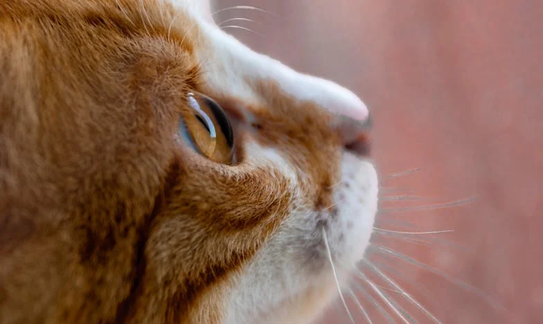 Sam v hiši s tremi sobami: Moj poskus, da bi znova povezal družino