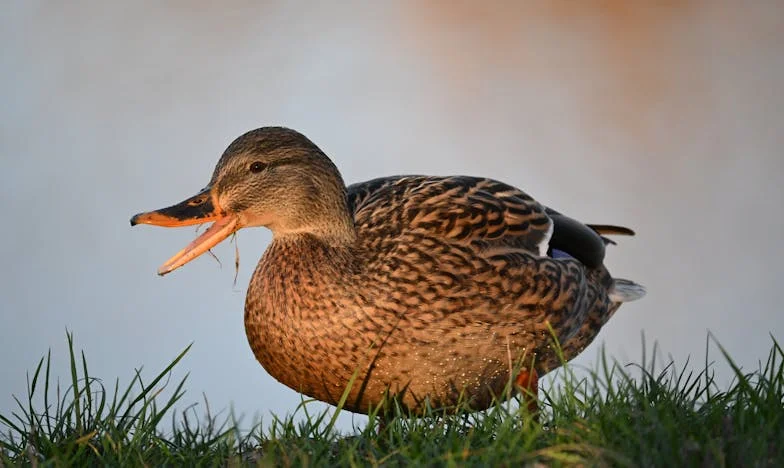 Vrata, ki so ostala zaprta: Noč, ko sem izgubila dom