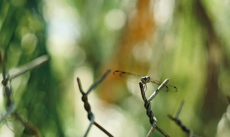 Zadnji dih za Ano: Zgodba matere, ki je morala izpustiti svojo hčer, da bi rešila drugo življenje