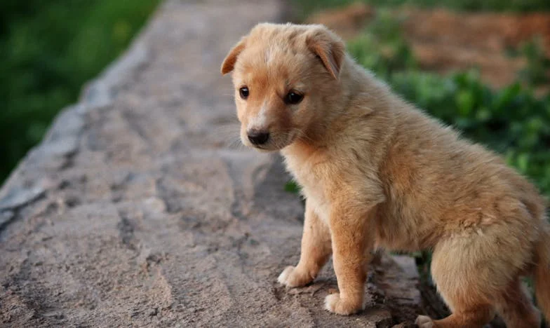 Azt hittem, végre bezárhatom magam a saját életembe, amikor a kutya véres manccsal nekicsapódott az ajtónak