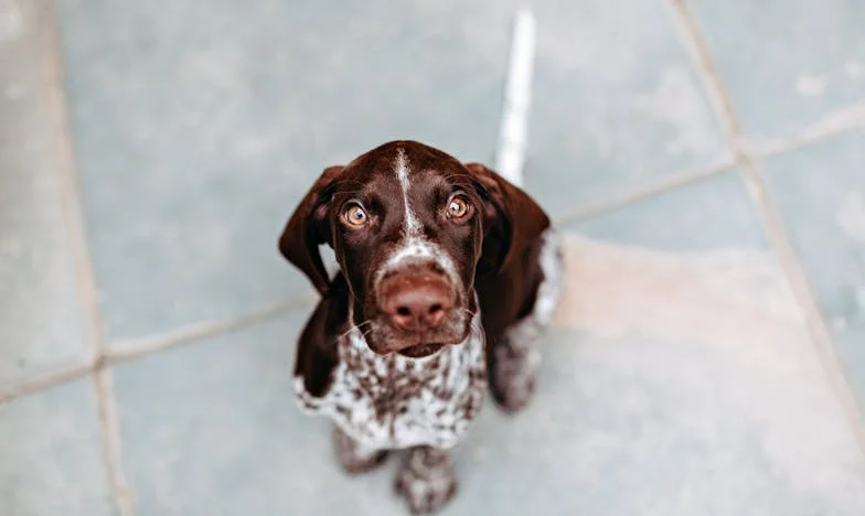 Dan, ko me je Perun s krvjo zbudil: Kako mi je pes, ki ni bil moj, razbil oklep nezaupanja