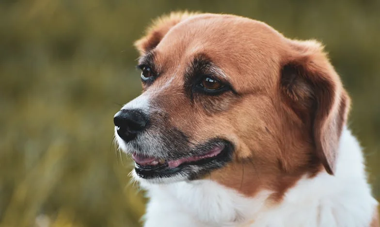 Dež, zaklenjena vrata in pes, ki me je prisilil izbrati