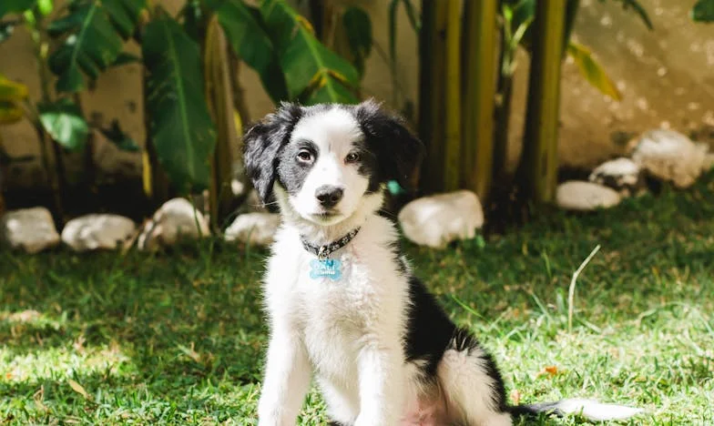 Ko je Ajda prvič zavohala kri, sem vedel, da bo nekaj narobe – pes, ki mi je razbil samoto po ločitvi