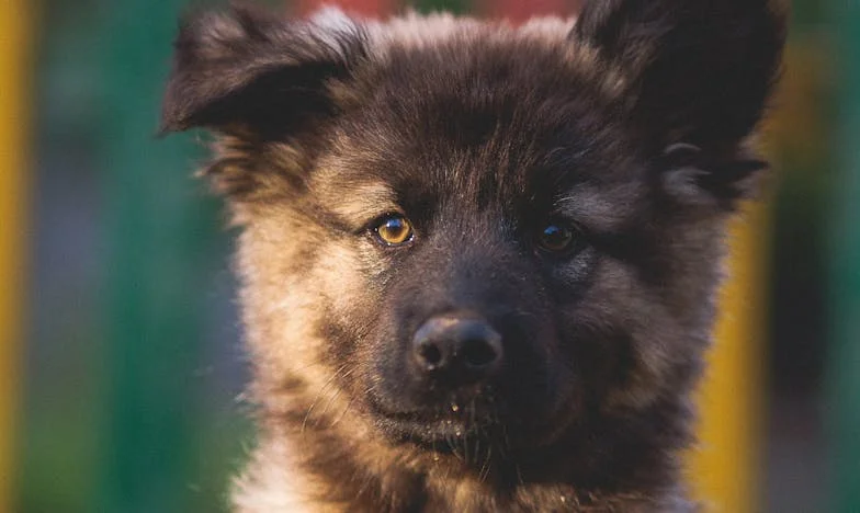 Ko je Maja kričala name pred vsemi, me je iz stanovanja potegnila psička, ki je krvavela po tačkah