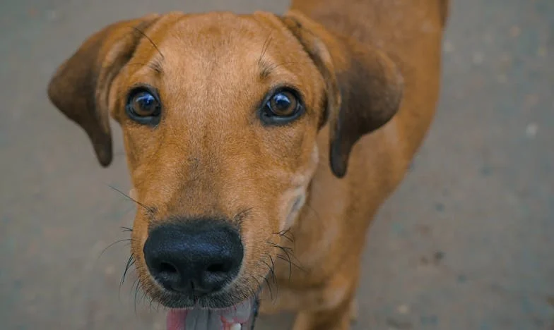 Ko je Mura prvič pogrizla: življenje po zaupanju, ki ga ni več