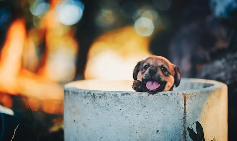 Ko me res potrebuje? Kako mi je Šapa odprla vrata do sina, ki sem ga izgubila