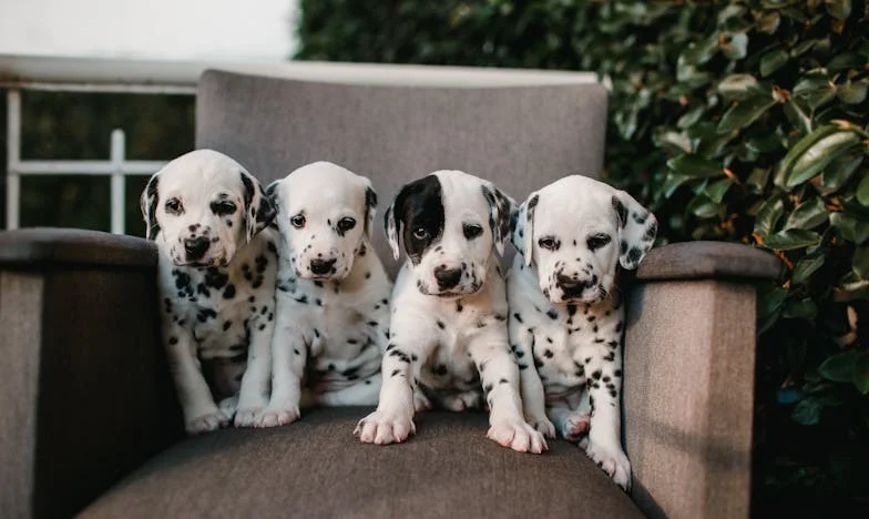 Ko mi je pes z nosom odprl vrata, ki jih sama nisem upala