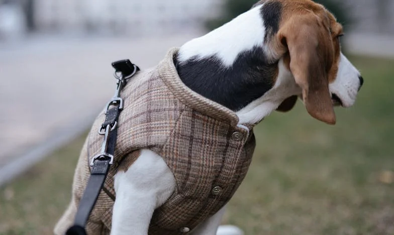 Ko mi je tašča rekla: »Oddaj obleko — itak se ne boš več spravila vanjo«, je pes prvič zarenčal namesto mene