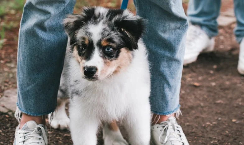 Ko se vse podre, pride on: Pes, ki mi je vrnil pogum v svetu, kjer nisem bila dovolj