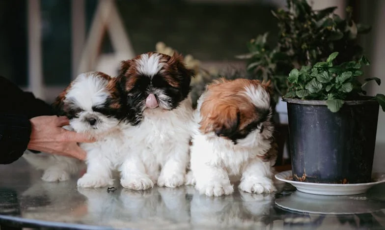 Ko sem mu spakirala kovčke in ga vrgla ven, je v bloku zavladala tišina, ki je bolela: pes, ki mi je nepričakovano obrnil življenje