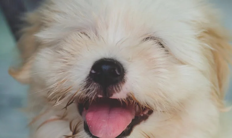 Ko sem na hodniku bloka brcnil vrata od kleti in je Zara z gobcem potisnila moj krvav robec nazaj v roko, sem zaslišal sireno policije