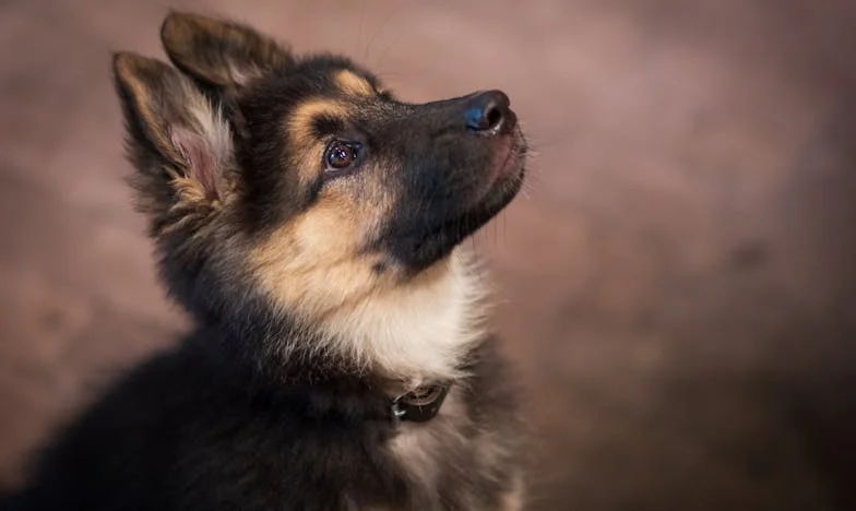 Ko sem s krvavimi rokami objemala Rexa, sem vedela, da je nekaj nepovratno spremenjeno