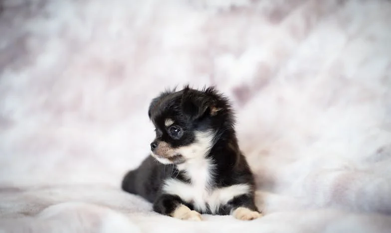 Ko sem v bloku brisala kri iz pasje šape, sem vedela, da se bo družina razcepila