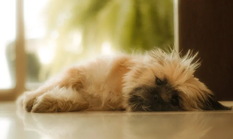 Ko sem v bloku v Ljubljani drsela po stopnicah in je pes vlekel krvavo povodec, sem vedela, da se mi življenje spet lomi