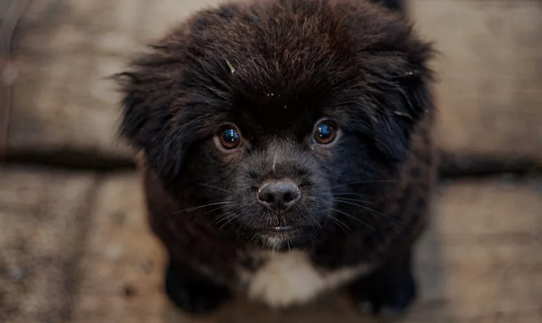 Ko sem v dežju držala povodec in kričala na policista, sem vedela, da se bo nekdo izgubil