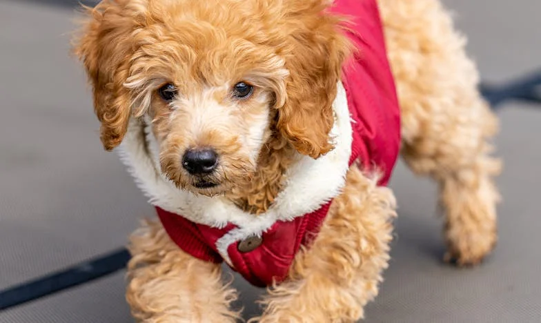 Ko sem v dežju v Ljubljani držal povodec in krvavel, sem prvič priznal, da sem pregorel