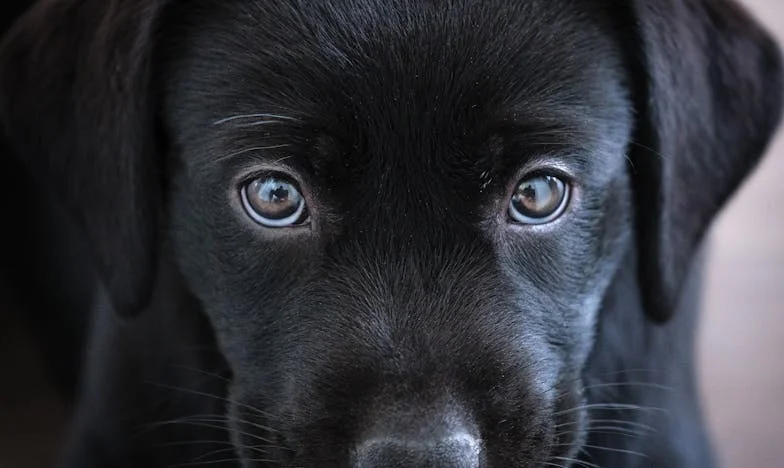 Ko sem zavrnila sina, me je rešil le še Murček