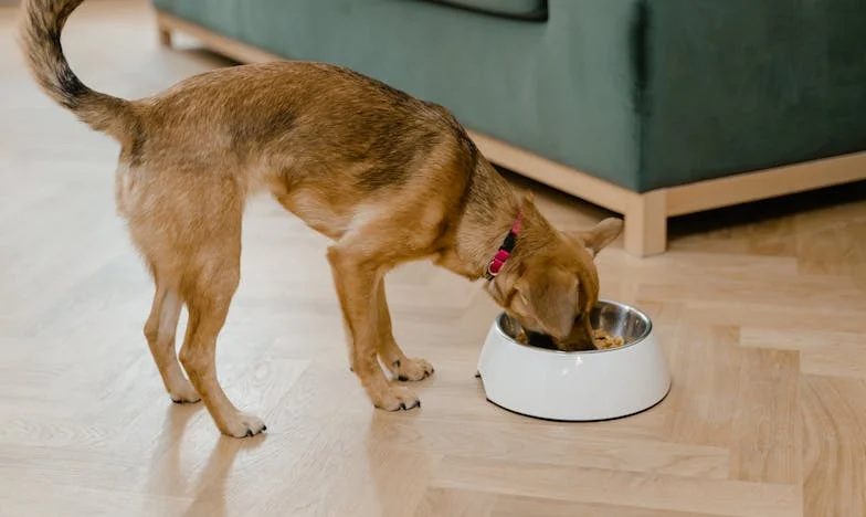 Ko te tašča izloči iz družinske večerje, a si sam lastnik restavracije: Moja zgodba o vztrajnosti, zavrnitvi in presenečenju
