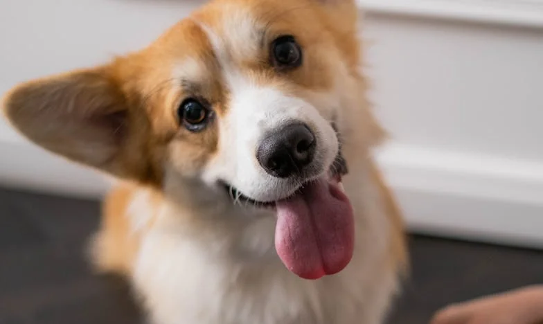 Majčina laž, pas iz zavetišča in kredit, ki me je skoraj potopil