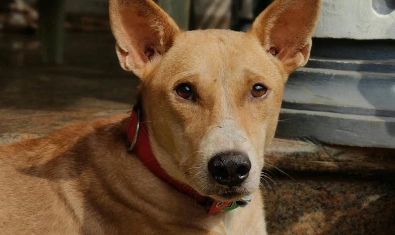 Na dan, ko je moja hči zajokala prvič, je pes z zobmi vlekel moj rokav, zunaj pa so že utripale modre luči