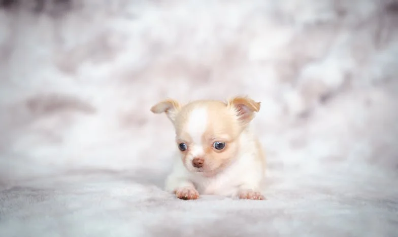 Nevesta brez gostije: na lastni poroki sem zaradi psa razkrila družinsko skrivnost