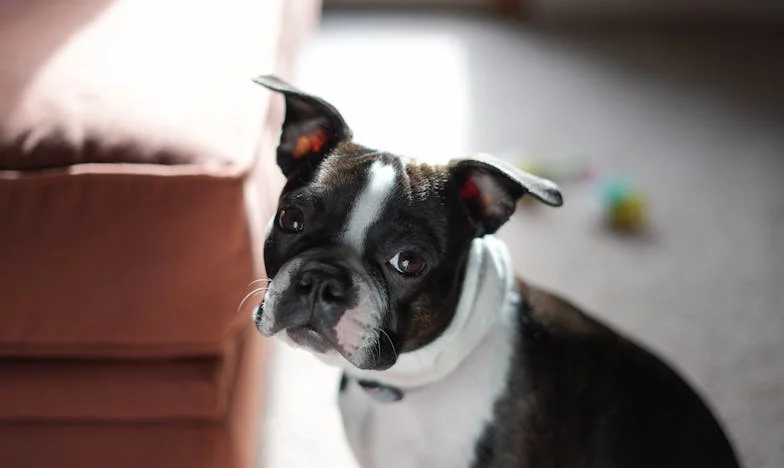 Nevidna dlan v snegu: Kako me je Kaja izvlekla iz teme po ločitvi