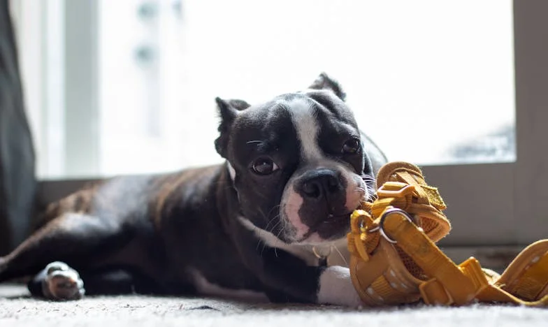 Nisem izbral nje, ona je izbrala mene: Kako je Pia povsem spremenila moje življenje