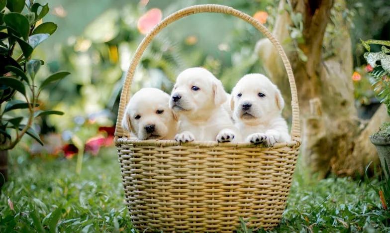 Nisem verjela, da bom morala igrati mrtvo, da bom ostala živa – in da me bo pri tem rešil pes