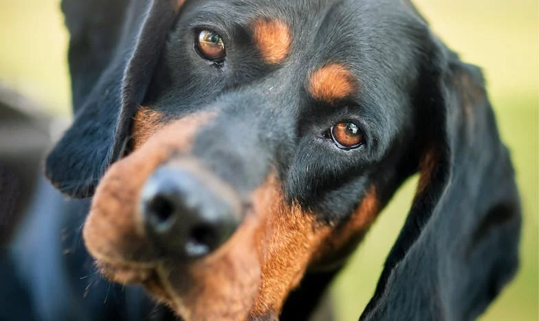 Noč, ko mi je Luna odprla vrata: Kako me je pes potisnil nazaj k lastni hčeri