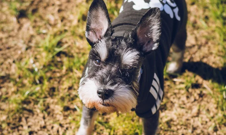 Ob petih zjutraj na stopnišču bloka v Šiški me je pes zgrabil za rokav, ko so policisti trkali na vrata