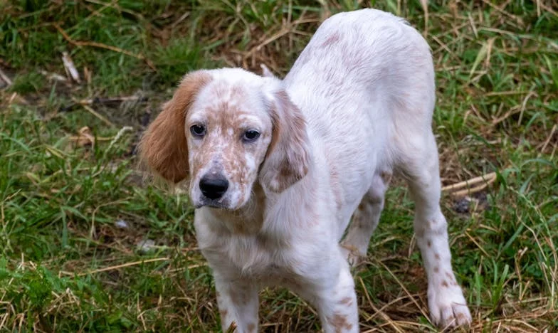 Ob petih zjutraj sem v bloku v Šiški držala psa na mokri brisači, ko je po stopnicah odmevalo trkanje policije